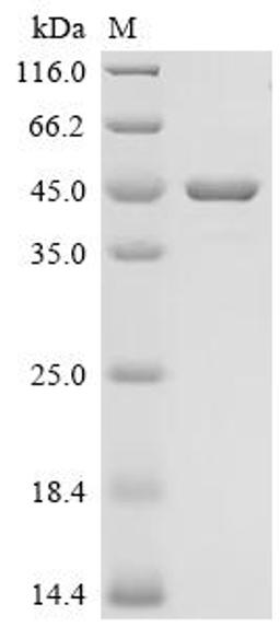 (Tris-Glycine gel) Discontinuous SDS-PAGE (reduced) with 5% enrichment gel and 15% separation gel.