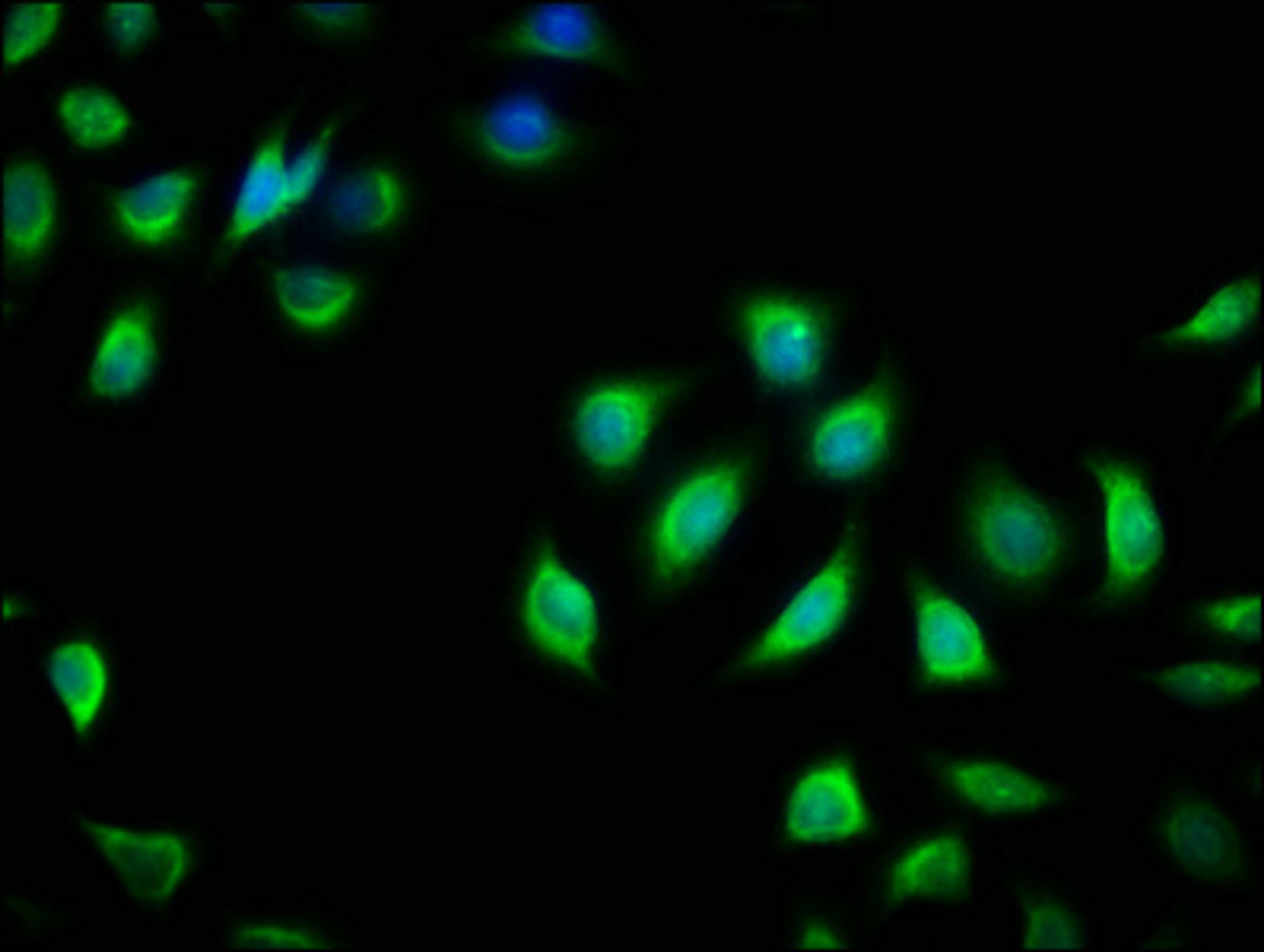 Immunofluorescence staining of A549 cells with CSB-PA860769LA01HU at 1:166, counter-stained with DAPI. The cells were fixed in 4% formaldehyde, permeabilized using 0.2% Triton X-100 and blocked in 10% normal Goat Serum. The cells were then incubated with the antibody overnight at 4&deg;C. The secondary antibody was Alexa Fluor 488-congugated AffiniPure Goat Anti-Rabbit IgG(H+L).