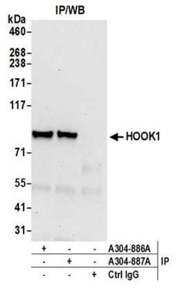 Detection of human HOOK1 by western blot of immunoprecipitates.