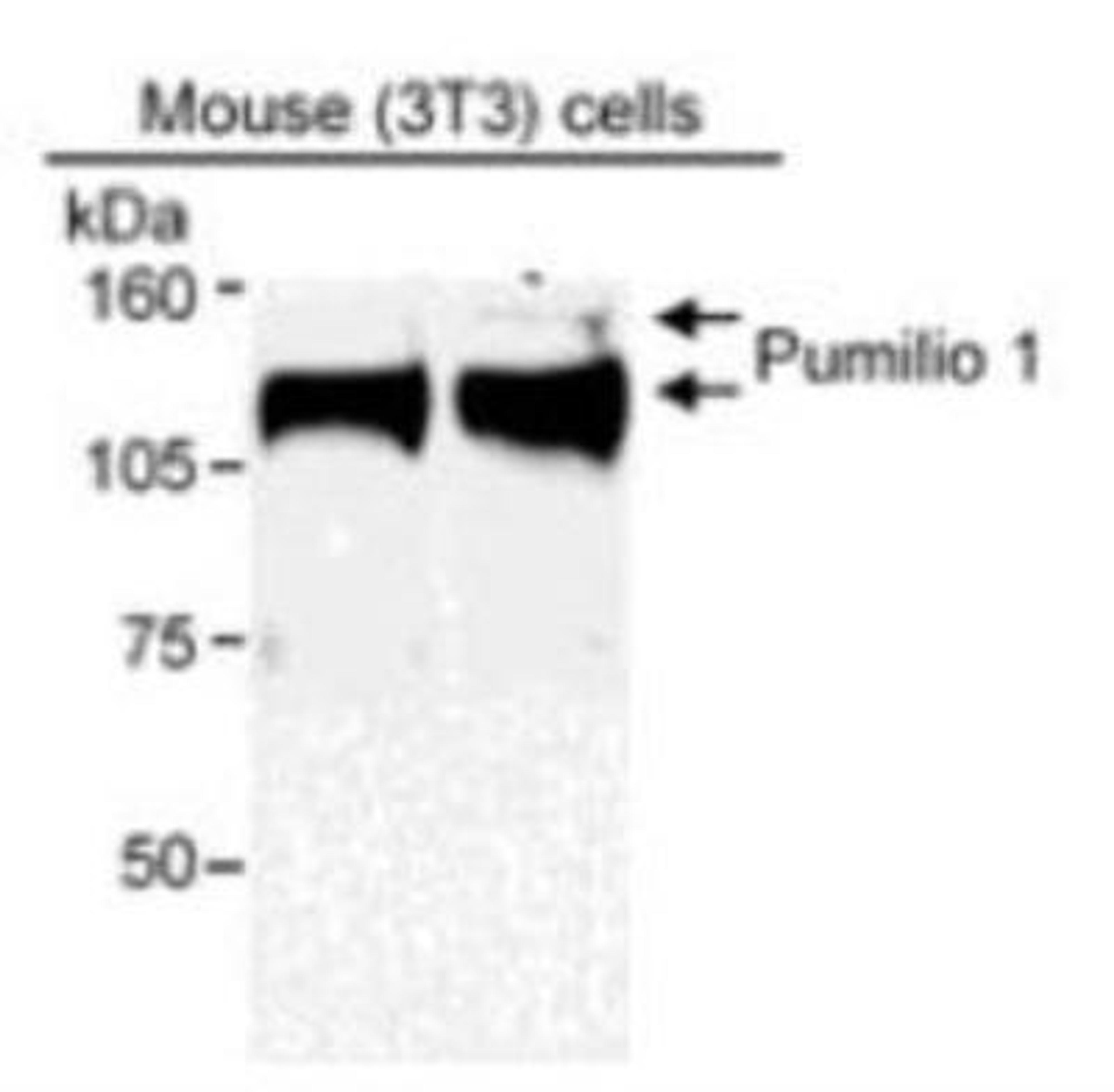 Western Blot: Pumilio-1 Antibody [NB100-259] - NIH-3T3 cell lysate (50 ug loaded), probed with Pumilio-1 antibody diluted at 0.1 ug/ml.