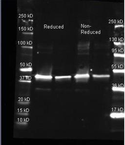 Western blot analysis of used to detect Sarcosine Oxidase. Samples of ~1 and 0.25 ug of purified Sarcosine Oxidase per lane were run by SDS-PAGE under reducing and non-reducing conditions and reduced samples contained 4% BME and were boiled for 5 minutes 