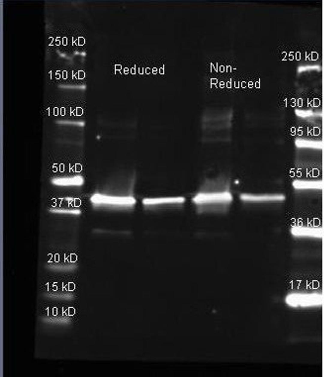 Western blot analysis of used to detect Sarcosine Oxidase. Samples of ~1 and 0.25 ug of purified Sarcosine Oxidase per lane were run by SDS-PAGE under reducing and non-reducing conditions and reduced samples contained 4% BME and were boiled for 5 minutes