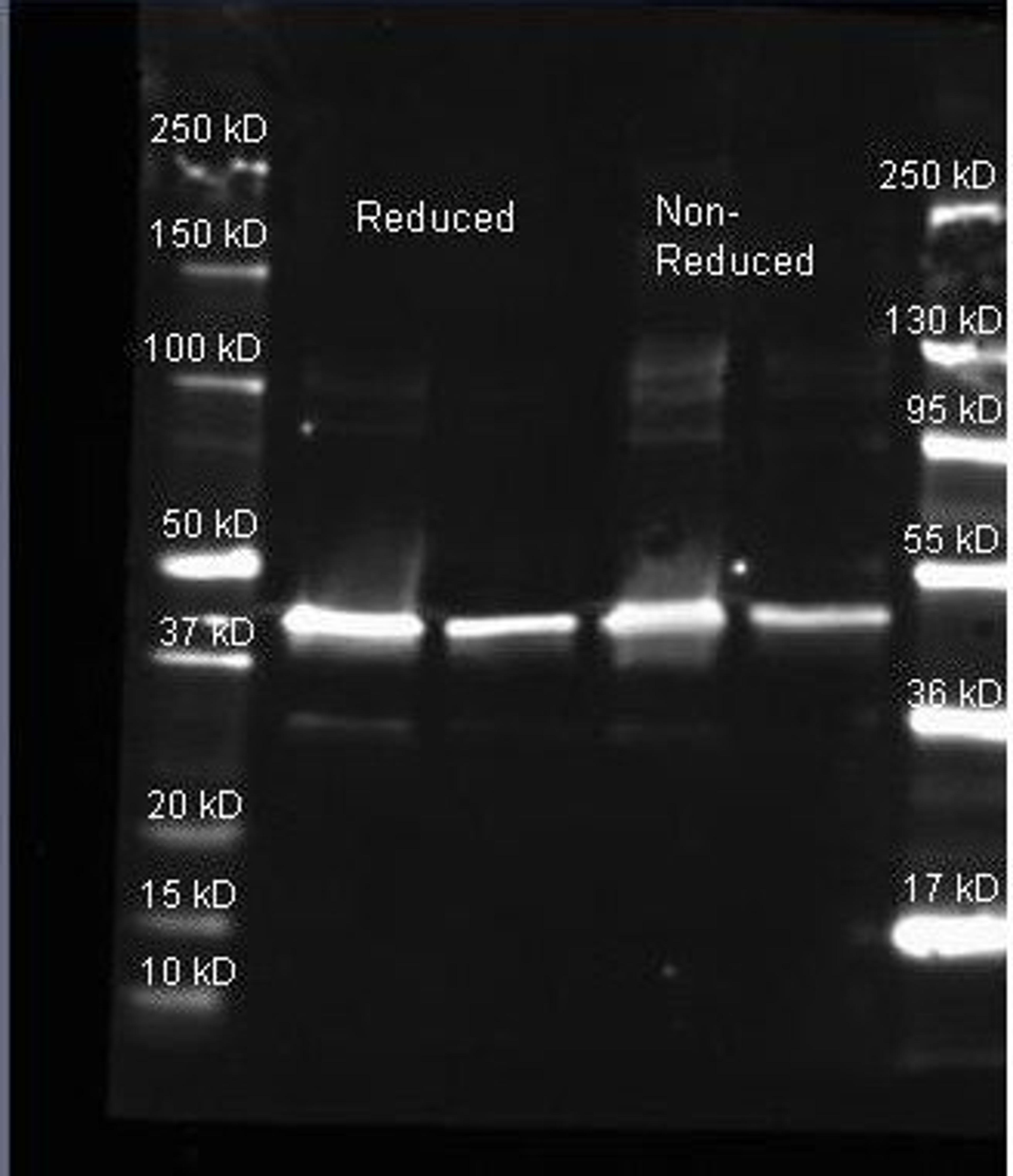 Western blot analysis of used to detect Sarcosine Oxidase. Samples of ~1 and 0.25 ug of purified Sarcosine Oxidase per lane were run by SDS-PAGE under reducing and non-reducing conditions and reduced samples contained 4% BME and were boiled for 5 minutes