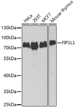 Western blot - FIP1L1 antibody (A7138)