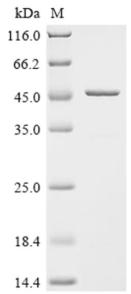 (Tris-Glycine gel) Discontinuous SDS-PAGE (reduced) with 5% enrichment gel and 15% separation gel.