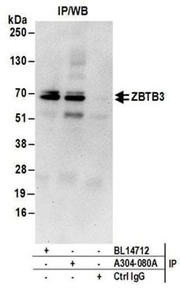 Detection of human ZBTB3 by western blot of immunoprecipitates.