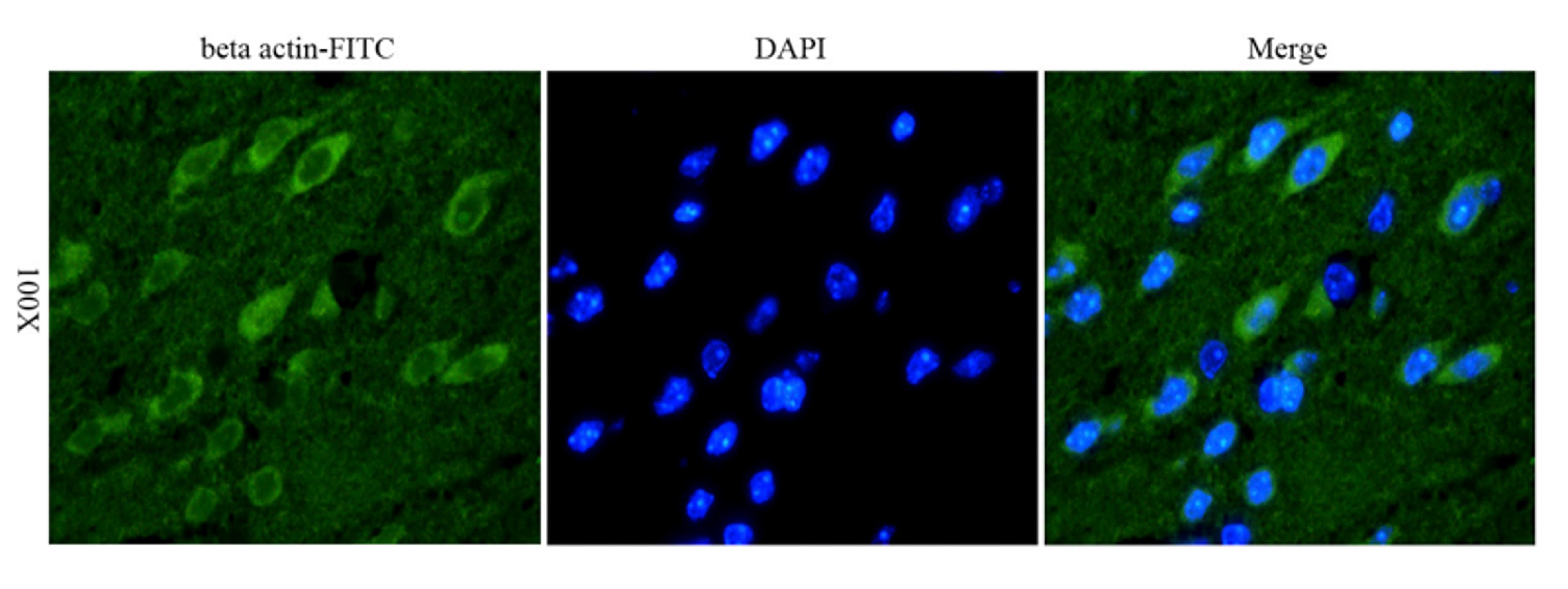 Immunofluorescence analysis of pig brain tissue using anti-CD41 (FITC) (dilution of primary antibody - 1:100)