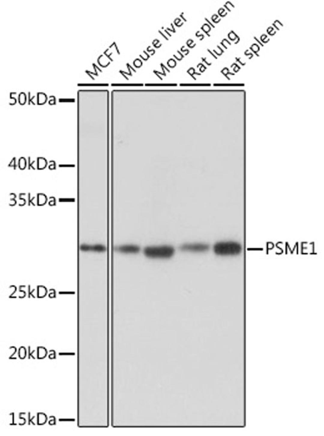 Western blot - PSME1 Rabbit mAb (A5070)