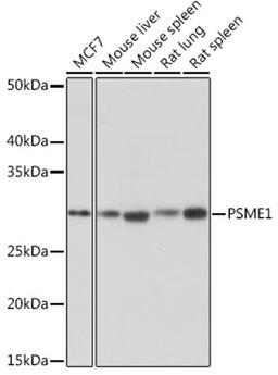 Western blot - PSME1 Rabbit mAb (A5070)