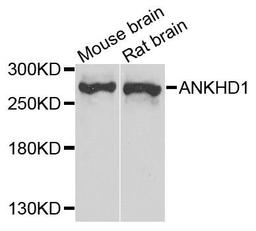 Western blot analysis of extract of various cells using ANKHD1 antibody