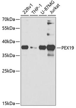 Western blot - PEX19 antibody (A5476)