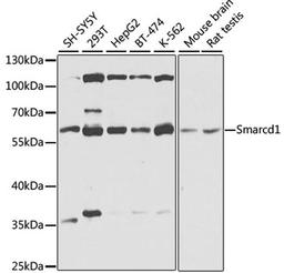 Western blot - Smarcd1 antibody (A9950)