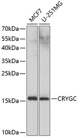 Western blot - CRYGC antibody (A9324)