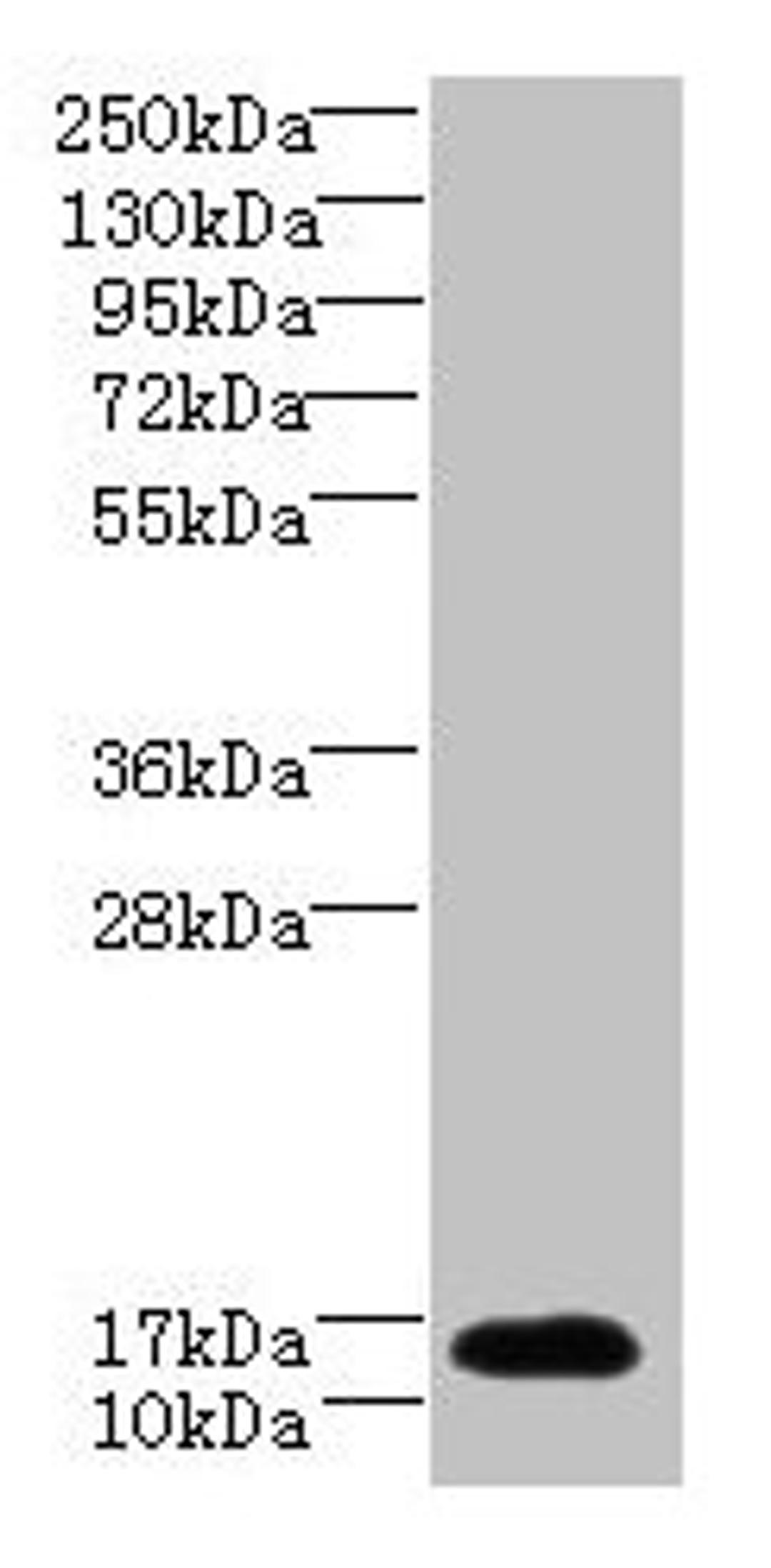 Western blot. All lanes: TCEAL7 antibody at 2µg/ml + A549 whole cell lysate. Secondary. Goat polyclonal to rabbit IgG at 1/10000 dilution. Predicted band size: 13 kDa. Observed band size: 13 kDa