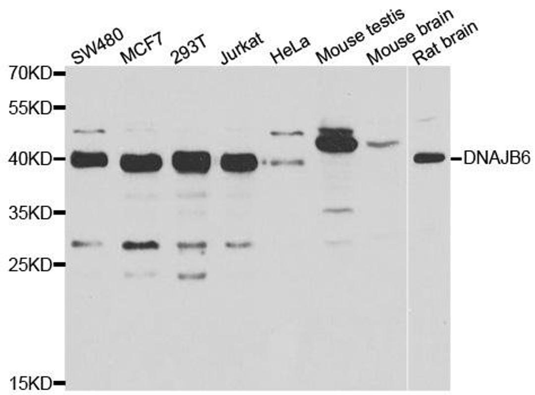 Western blot analysis of extracts of various cell lines using DNAJB6 antibody