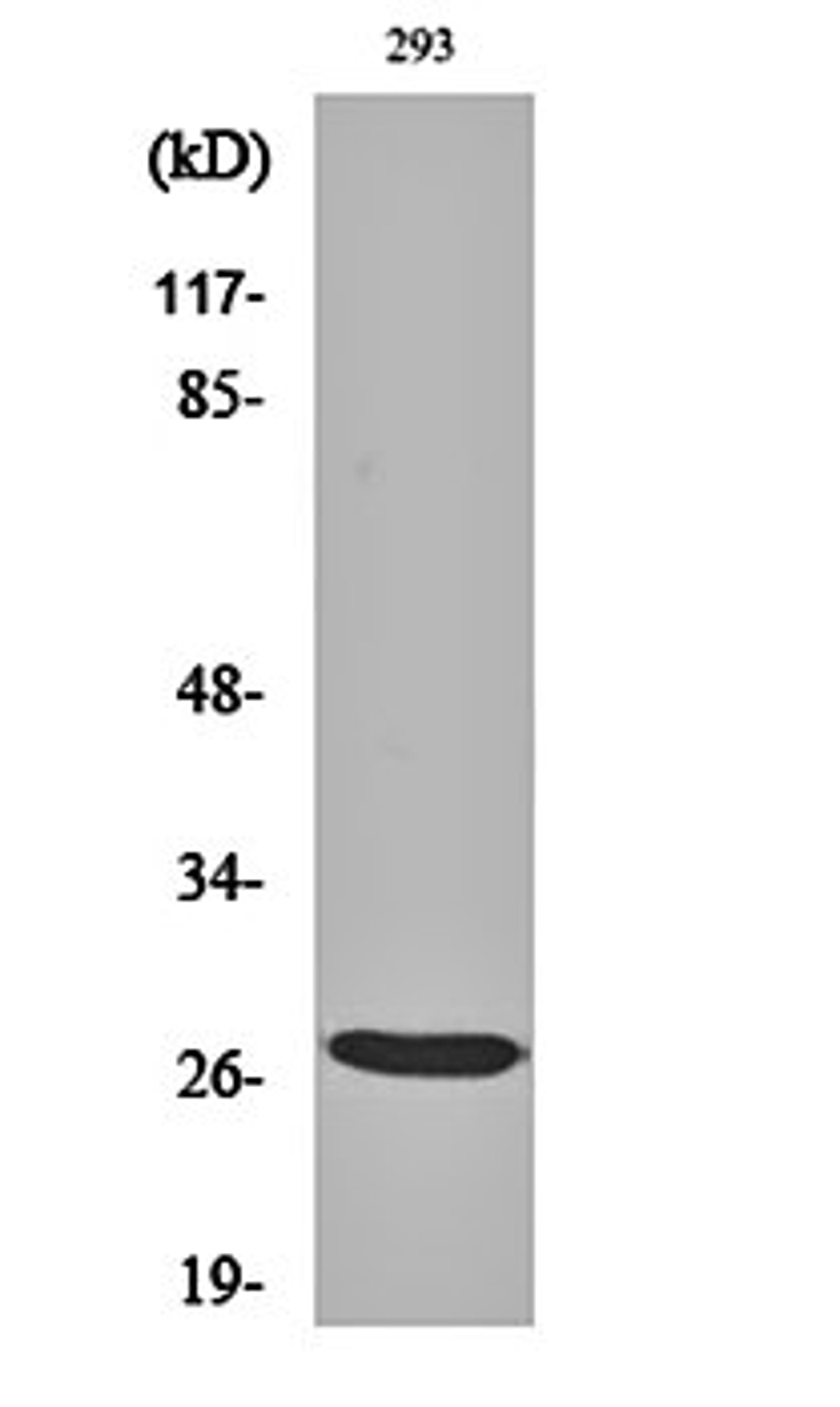 Western blot analysis of 293 cell lysates using BRMS-1 antibody