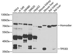 Western blot - TP53I3 antibody (A7576)