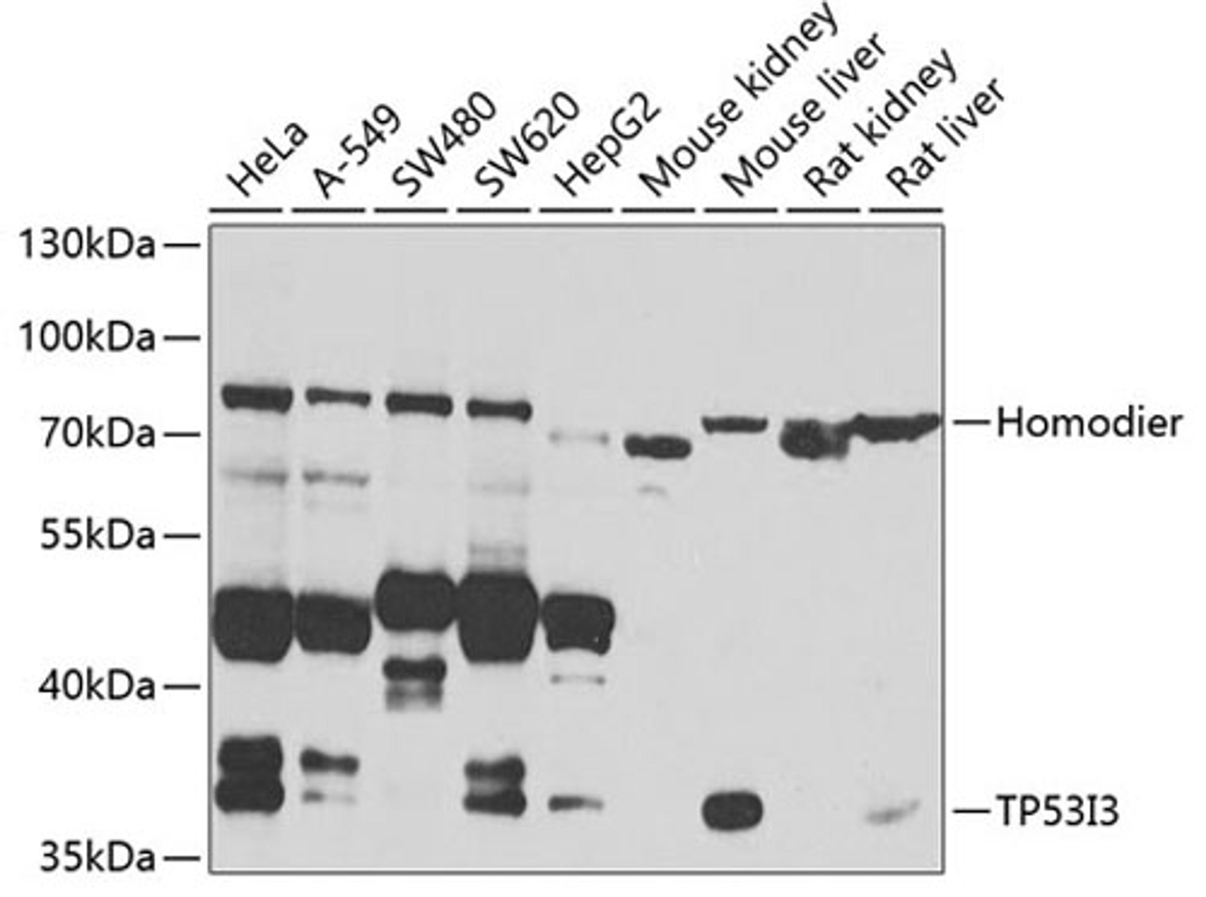 Western blot - TP53I3 antibody (A7576)