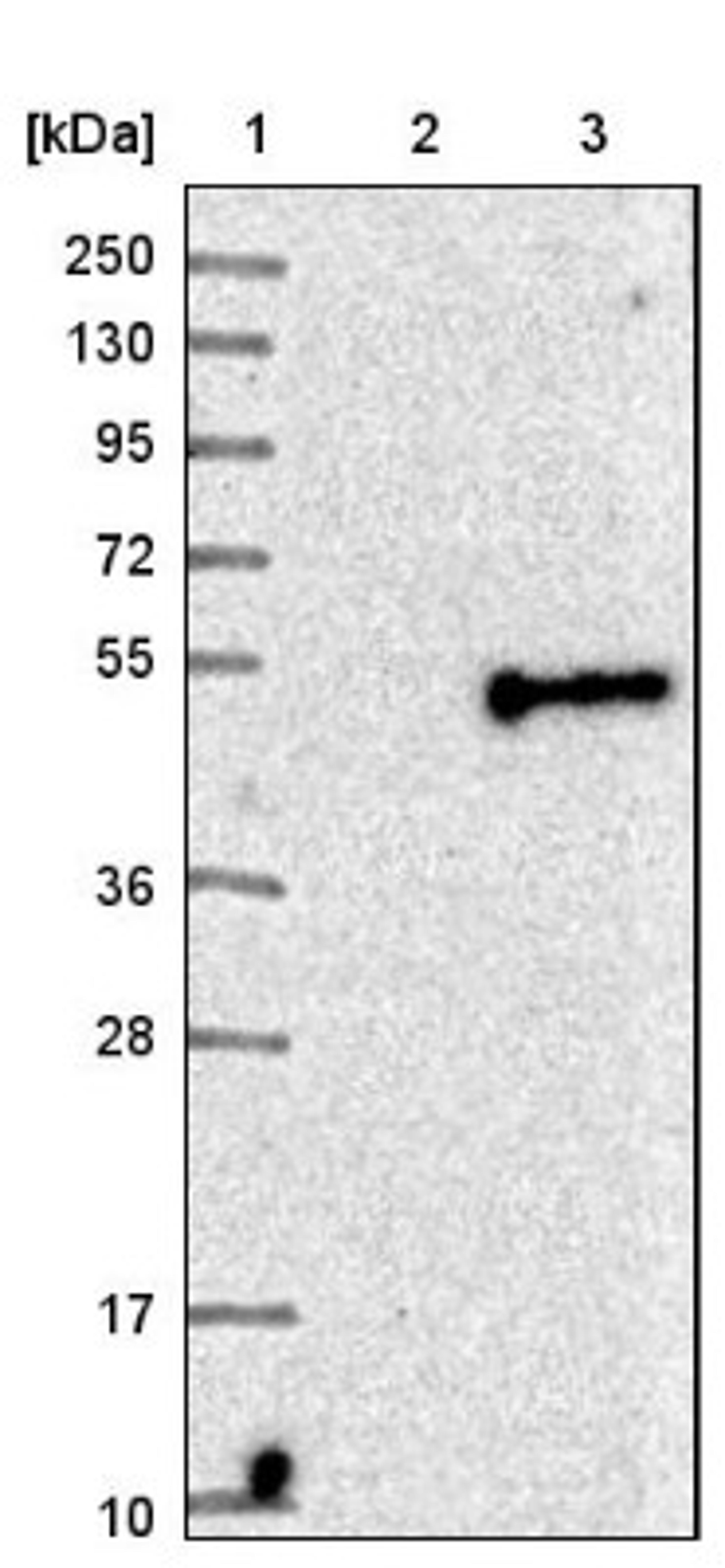 Western Blot: CD276 Antibody [NBP1-88965] - Lane 1: Marker [kDa] 250, 130, 95, 72, 55, 36, 28, 17, 10<br/>Lane 2: Negative control (vector only transfected HEK293T lysate)<br/>Lane 3: Over-expression lysate (Co-expressed with a C-terminal myc-DDK tag (~3.1 kDa) in mammalian HEK293T cells, LY410803)