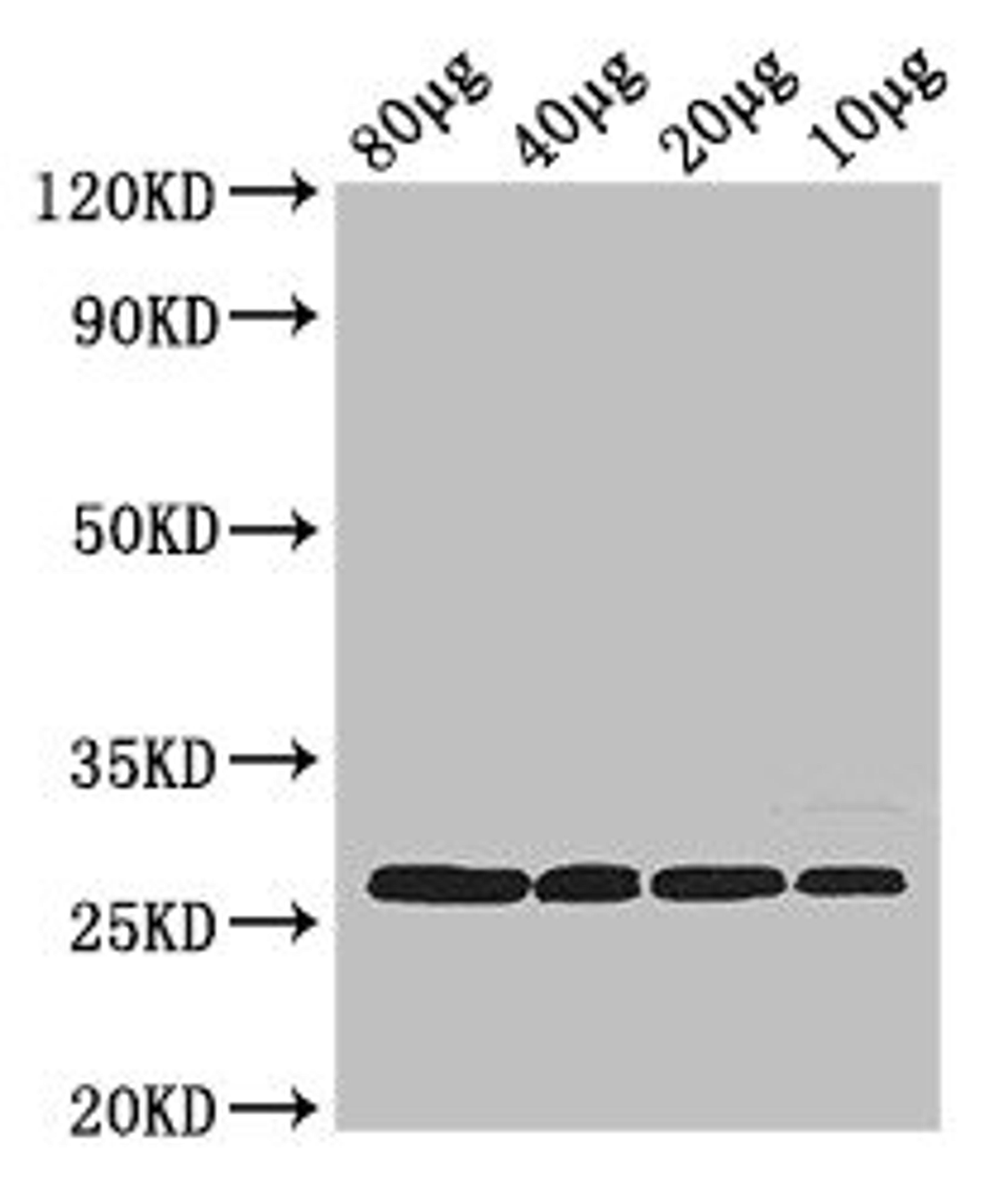 Western Blot. Positive WB detected in: Rosseta bacteria lysate at 80ug, 40ug, 20ug, 10ug. All lanes: rpsB antibody at 2.5ug/ml. Secondary. Goat polyclonal to rabbit IgG at 1/50000 dilution. predicted band size: 27 kDa. observed band size: 27 kDa.