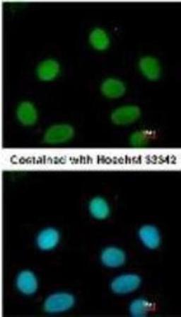 Immunocytochemistry/Immunofluorescence: FEN-1 Antibody (4E7) [NB100-150] - Analysis of paraformaldehyde-fixed MCF7, using antibody at 1:200 dilution.