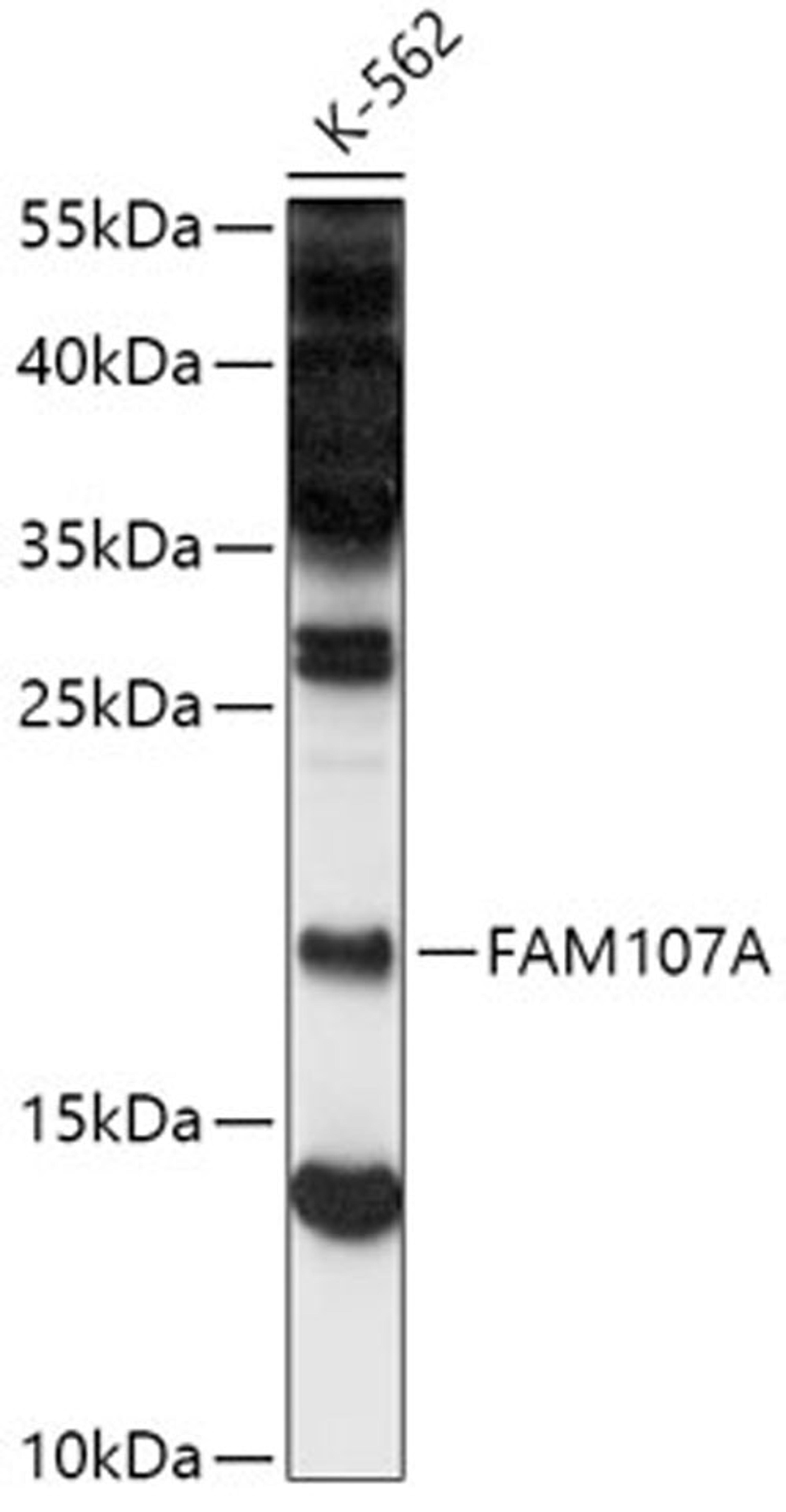 Western blot - FAM107A antibody (A16494)