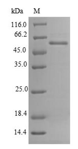 (Tris-Glycine gel) Discontinuous SDS-PAGE (reduced) with 5% enrichment gel and 15% separation gel.