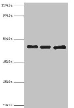 Western blot. All lanes: Poliovirus receptor antibody at 3ug/ml. Lane 1: Mouse gonad tissue. Lane 2: HepG2 whole cell lysate. Lane 3: K562 whole cell lysate. Secondary. Goat polyclonal to rabbit IgG at 1/10000 dilution. Predicted band size: 46, 41, 40, 43 kDa. Observed band size: 46 kDa. 