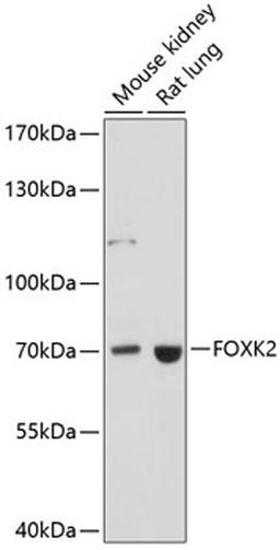 Western blot - FOXK2 antibody (A14245)