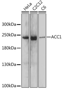 Western blot - acetyl-CoA carboxylase alpha antibody (A15606)