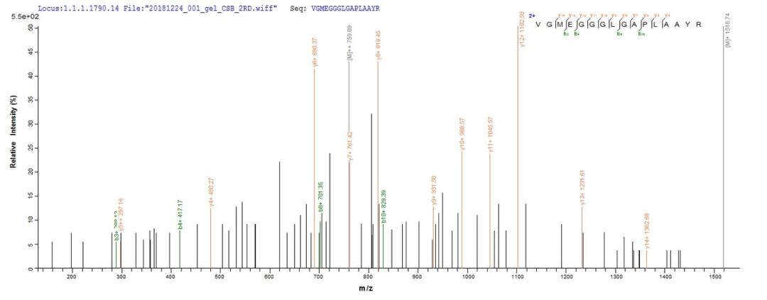 Based on the SEQUEST from database of E.coli host and target protein, the LC-MS/MS Analysis result of CSB-EP015841HU could indicate that this peptide derived from E.coli-expressed Homo sapiens (Human) NKX2-1.
