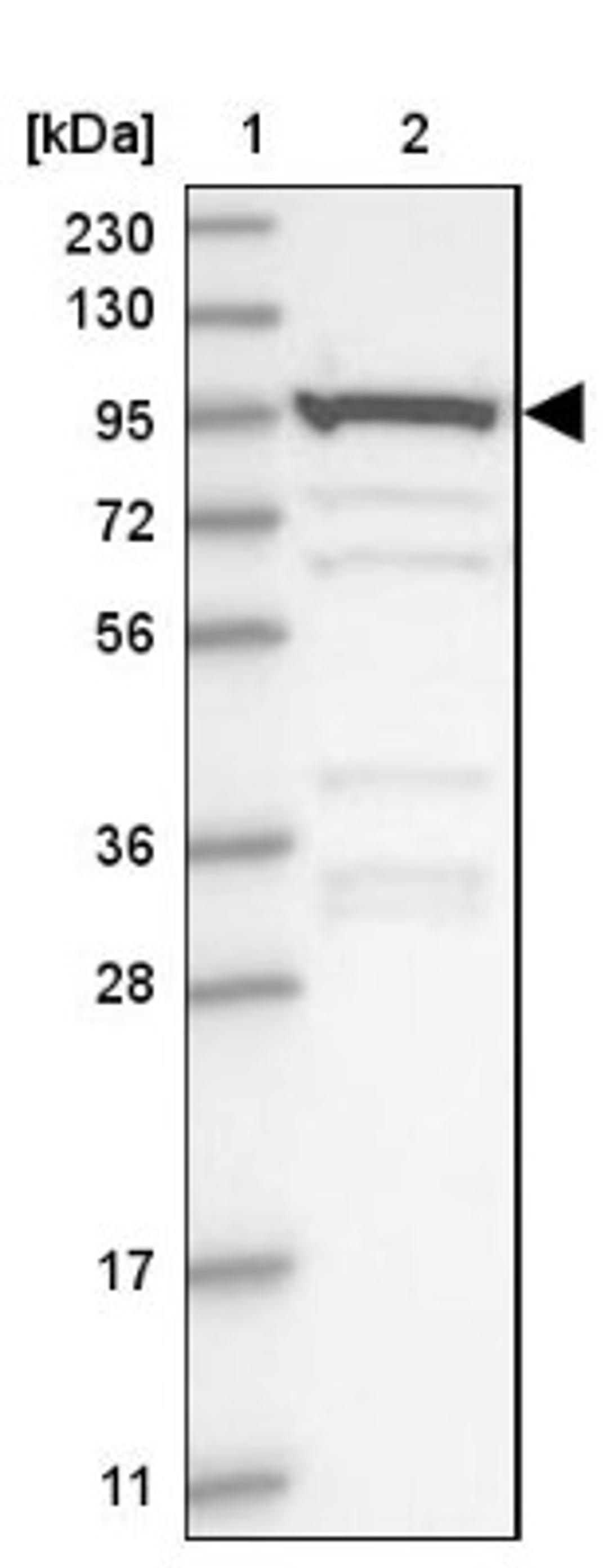 Western Blot: AKNAD1 Antibody [NBP1-90703] - Lane 1: Marker [kDa] 230, 130, 95, 72, 56, 36, 28, 17, 11<br/>Lane 2: Human cell line RT-4