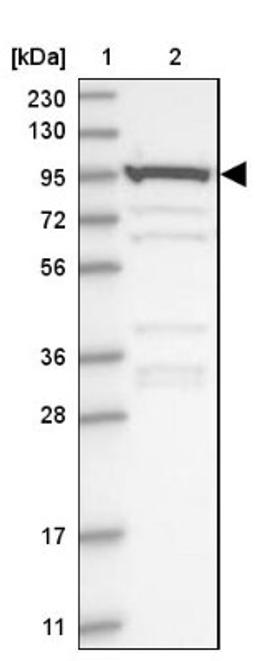 Western Blot: AKNAD1 Antibody [NBP1-90703] - Lane 1: Marker [kDa] 230, 130, 95, 72, 56, 36, 28, 17, 11<br/>Lane 2: Human cell line RT-4