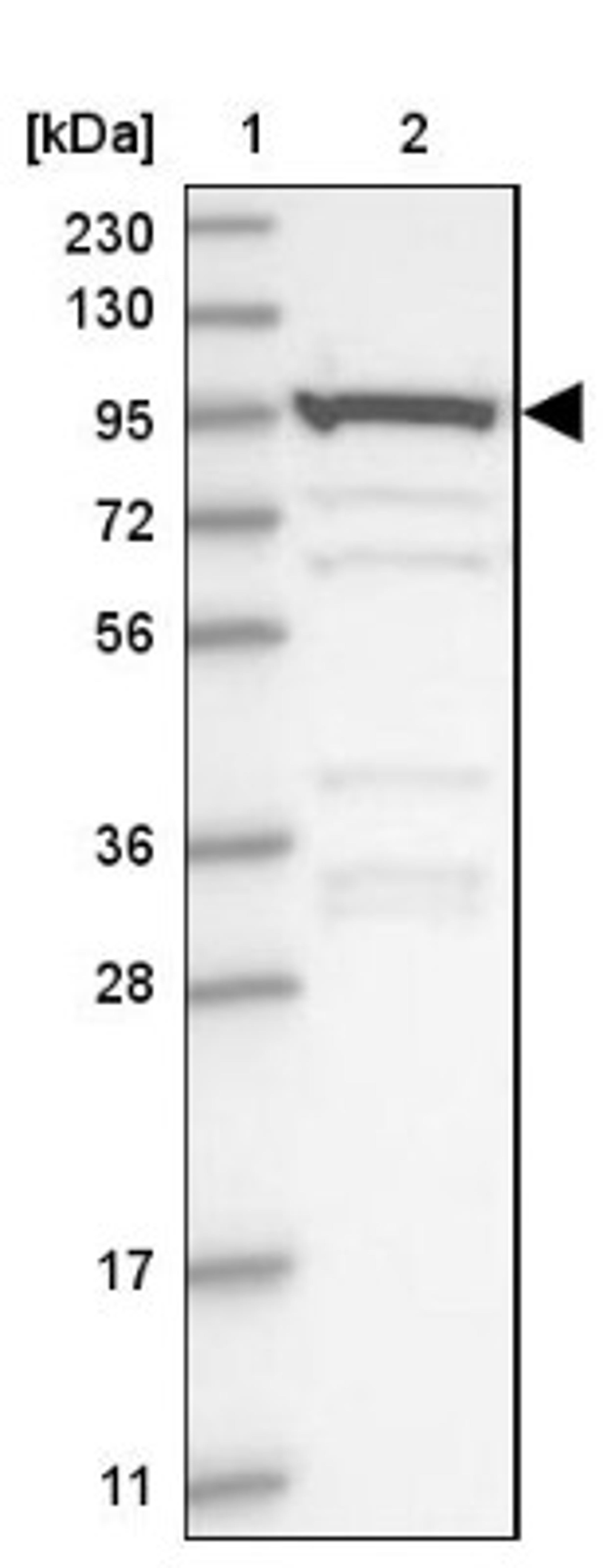 Western Blot: AKNAD1 Antibody [NBP1-90703] - Lane 1: Marker [kDa] 230, 130, 95, 72, 56, 36, 28, 17, 11<br/>Lane 2: Human cell line RT-4