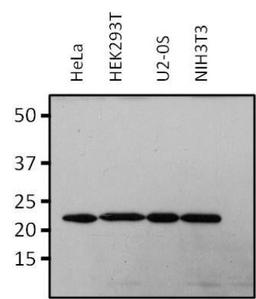 Western Blot: RAP1A Antibody (1D4-1A3) [NBP2-22527] - Analysis of 25 ug of various whole cell lysate per well.