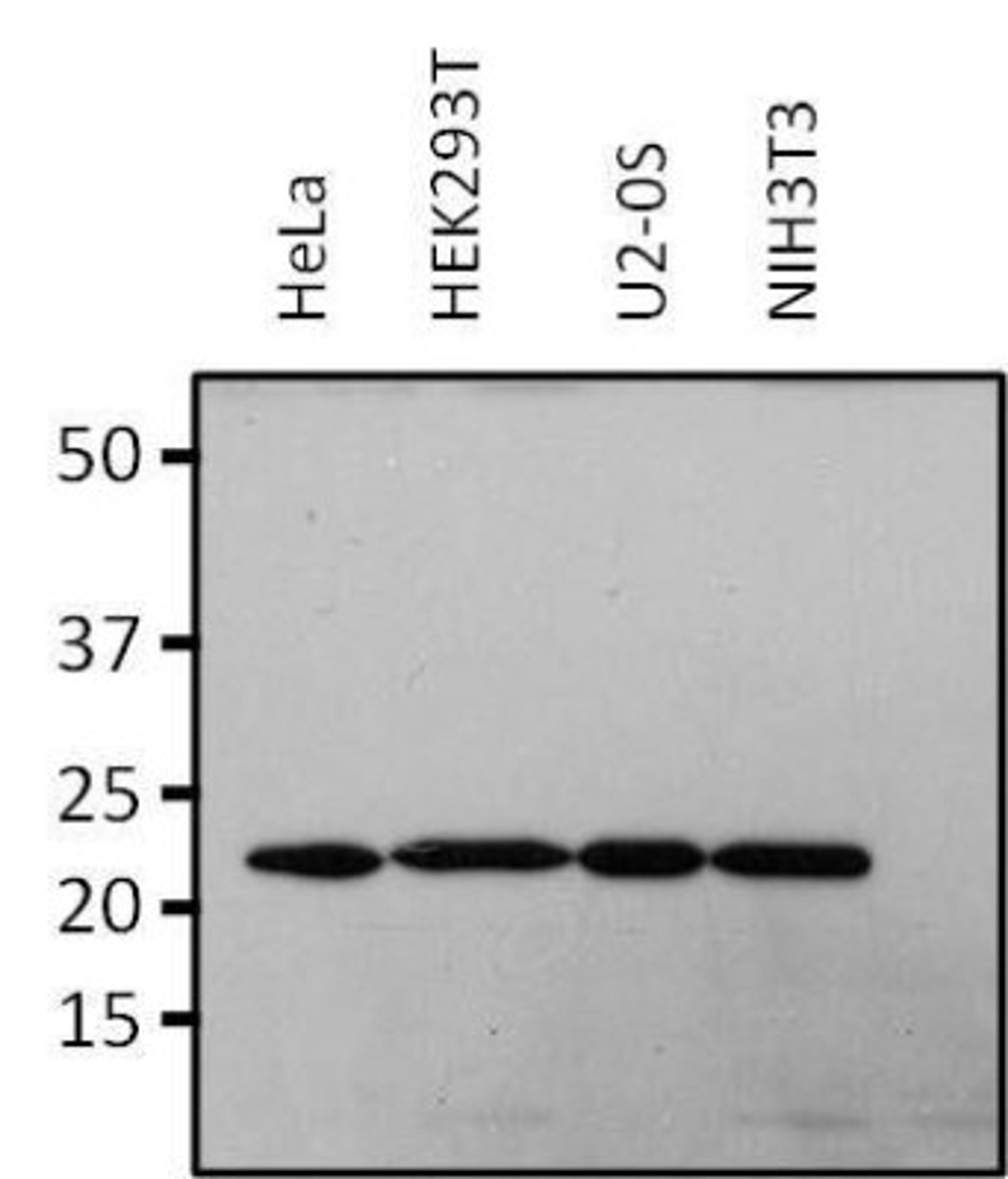 Western Blot: RAP1A Antibody (1D4-1A3) [NBP2-22527] - Analysis of 25 ug of various whole cell lysate per well.