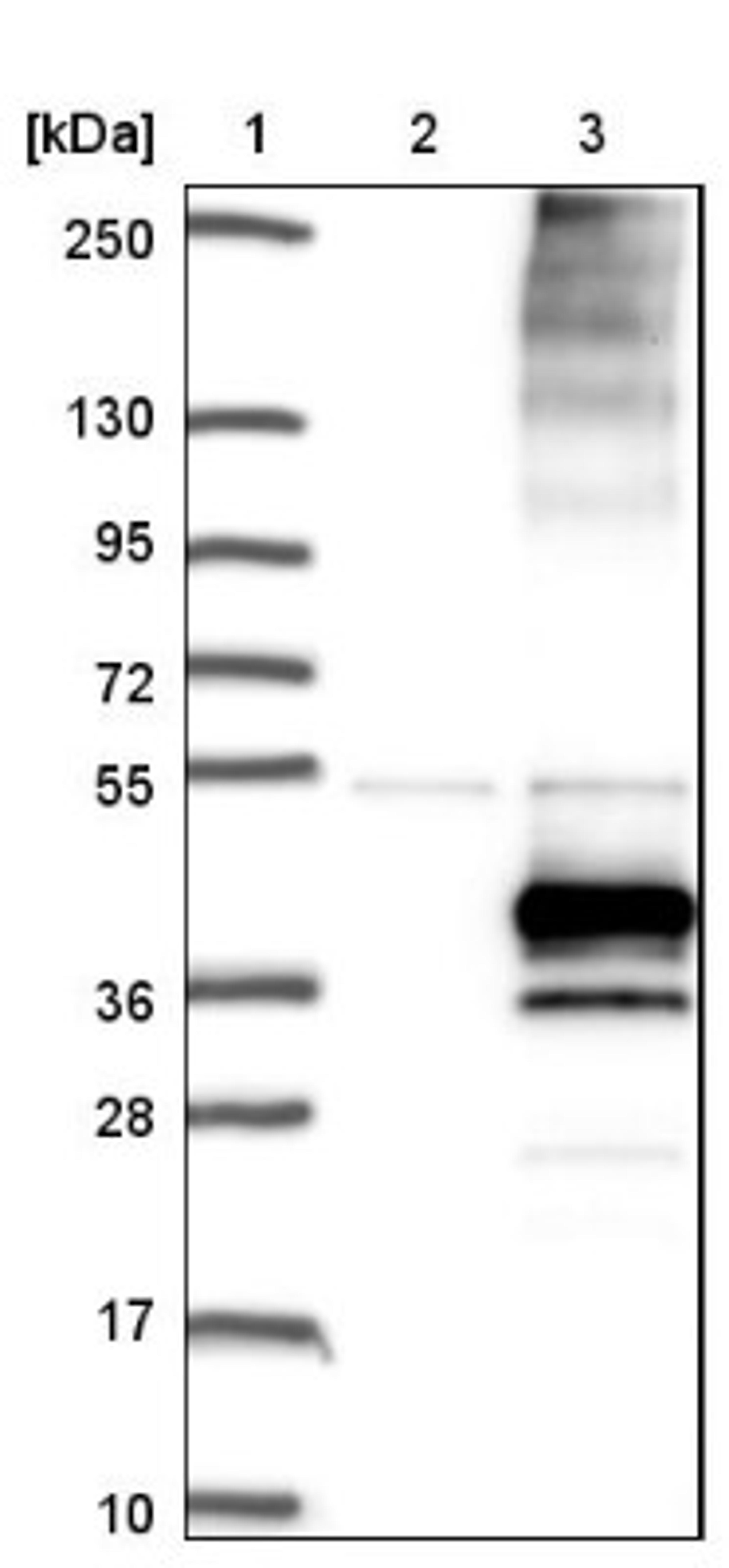 Western Blot: KCNK17 Antibody [NBP1-92041] - Lane 1: Marker [kDa] 250, 130, 95, 72, 55, 36, 28, 17, 10<br/>Lane 2: Negative control (vector only transfected HEK293T lysate)<br/>Lane 3: Over-expression lysate (Co-expressed with a C-terminal myc-DDK tag (~3.1 kDa) in mammalian HEK293T cells, LY410506)