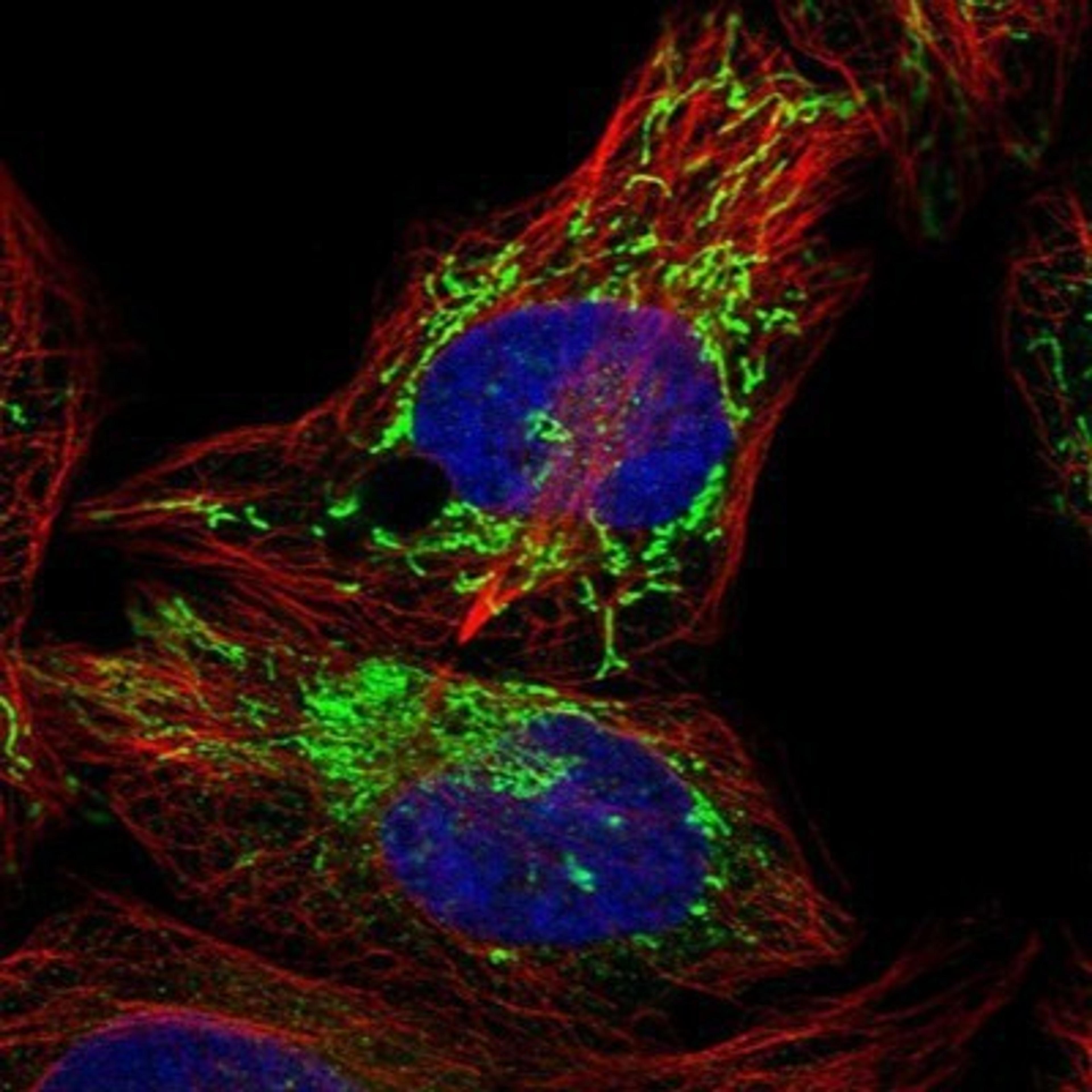 Immunocytochemistry/Immunofluorescence: PPM1K Antibody [NBP1-85035] - Staining of human cell line U-2 OS shows positivity in mitochondria.