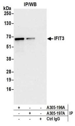 Detection of human IFIT3 by western blot of immunoprecipitates.