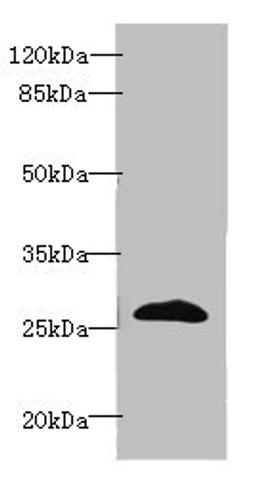 Western blot. All lanes: EFNA3 antibody at 2ug/ml + HepG2 whole cell lysate. Secondary. Goat polyclonal to rabbit IgG at 1/10000 dilution. Predicted band size: 27, 24 kDa. Observed band size: 27 kDa.