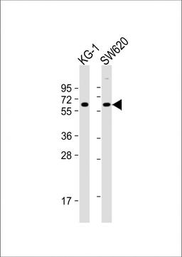 Western Blot at 1:16000 dilution Lane 1: KG-1 whole cell lysate Lane 2: SW620 whole cell lysate Lysates/proteins at 20 ug per lane.