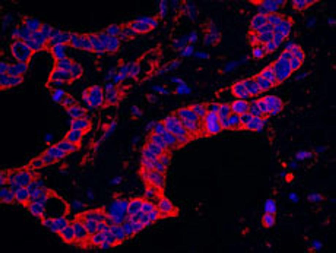 Detection of human DAP5 by immunohistochemistry.