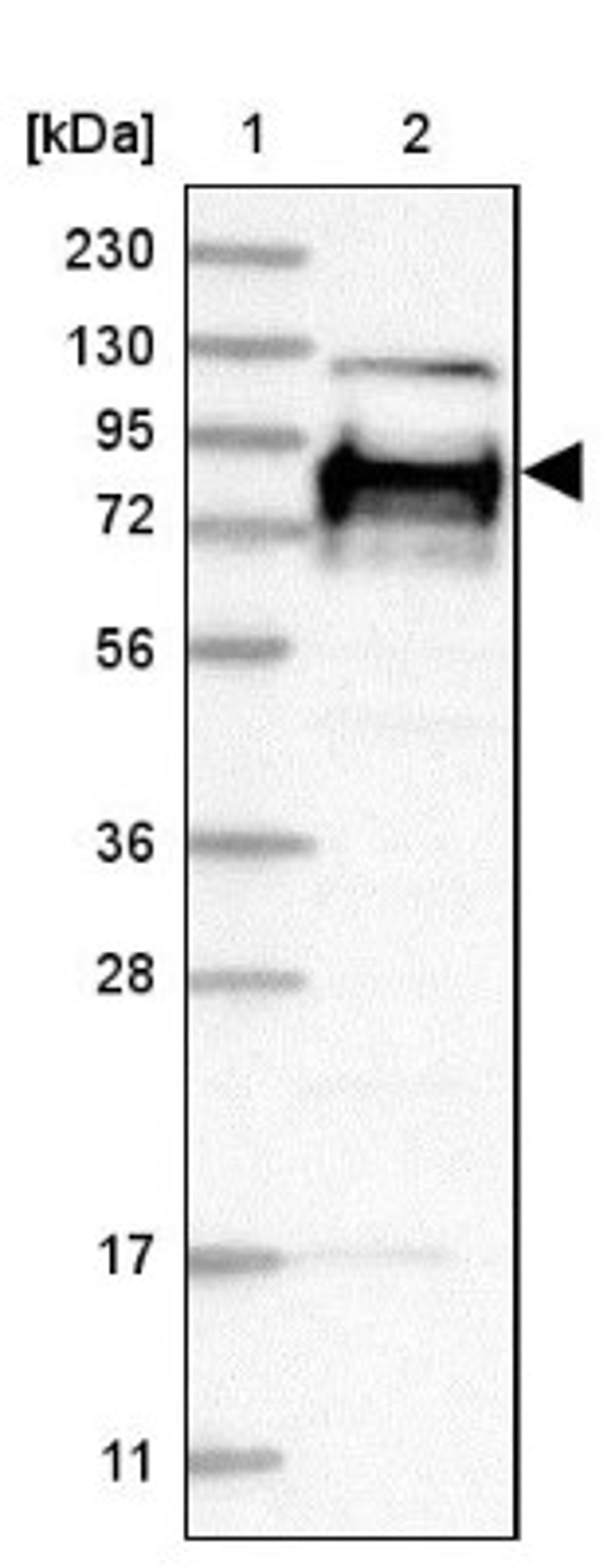 Immunohistochemistry: HS6ST2 Antibody [NBP1-90913] - Lane 1: Marker [kDa] 230, 130, 95, 72, 56, 36, 28, 17, 11<br/>Lane 2: Human cell line RT-4