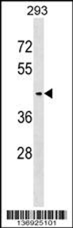 Western blot analysis in 293 cell line lysates (35ug/lane).