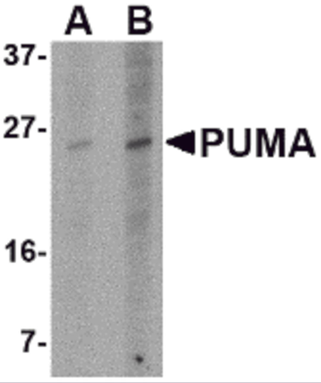 Western blot analysis of PUMA expression in K562 cell lysate with PUMA antibody at (A) 2.5 and (B) 5 μg/mL.