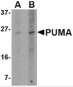 Western blot analysis of PUMA expression in K562 cell lysate with PUMA antibody at (A) 2.5 and (B) 5 μg/mL.