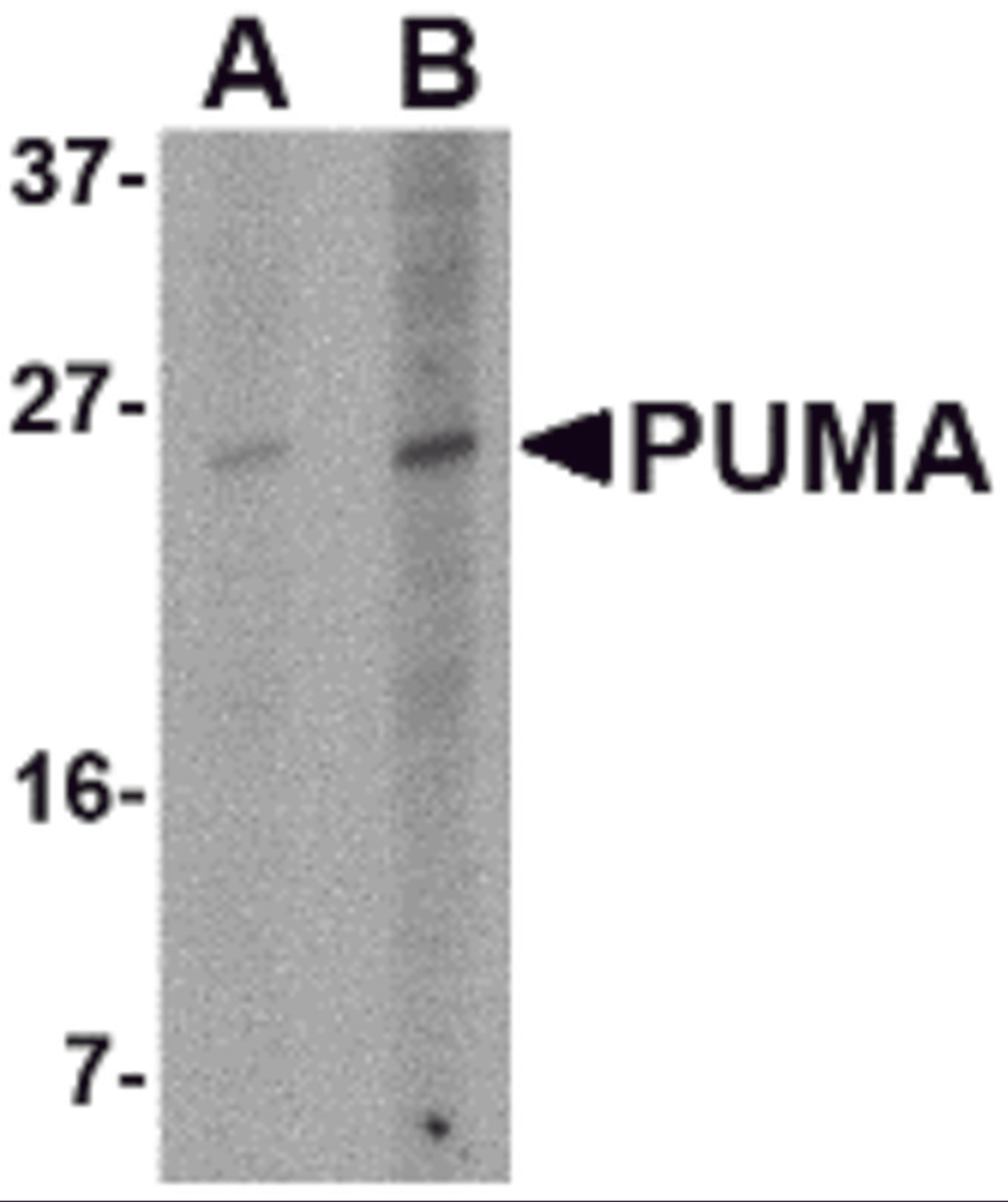 Western blot analysis of PUMA expression in K562 cell lysate with PUMA antibody at (A) 2.5 and (B) 5 μg/mL.