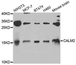 Western blot analysis of extracts of various cell lines using CALM2 antibody