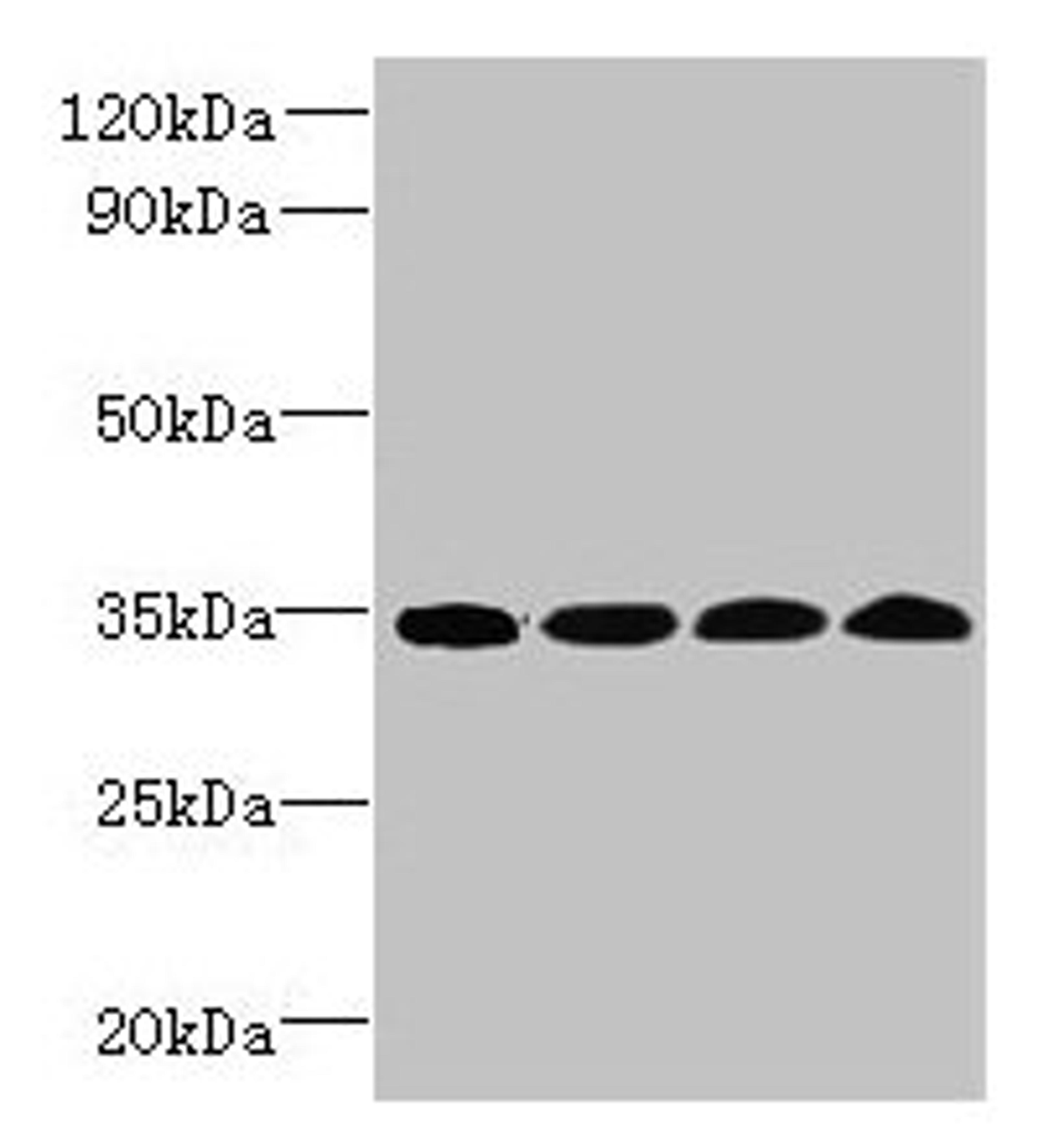 Western blot. All lanes: WDR61 antibody at 1.2µg/ml. Lane 1: Hela whole cell lysate. Lane 2: HepG2 whole cell lysate. Lane 3: Raji whole cell lysate. Lane 4: Mouse brain tissue. Secondary. Goat polyclonal to rabbit IgG at 1/10000 dilution. Predicted band size: 34 kDa. Observed band size: 34 kDa