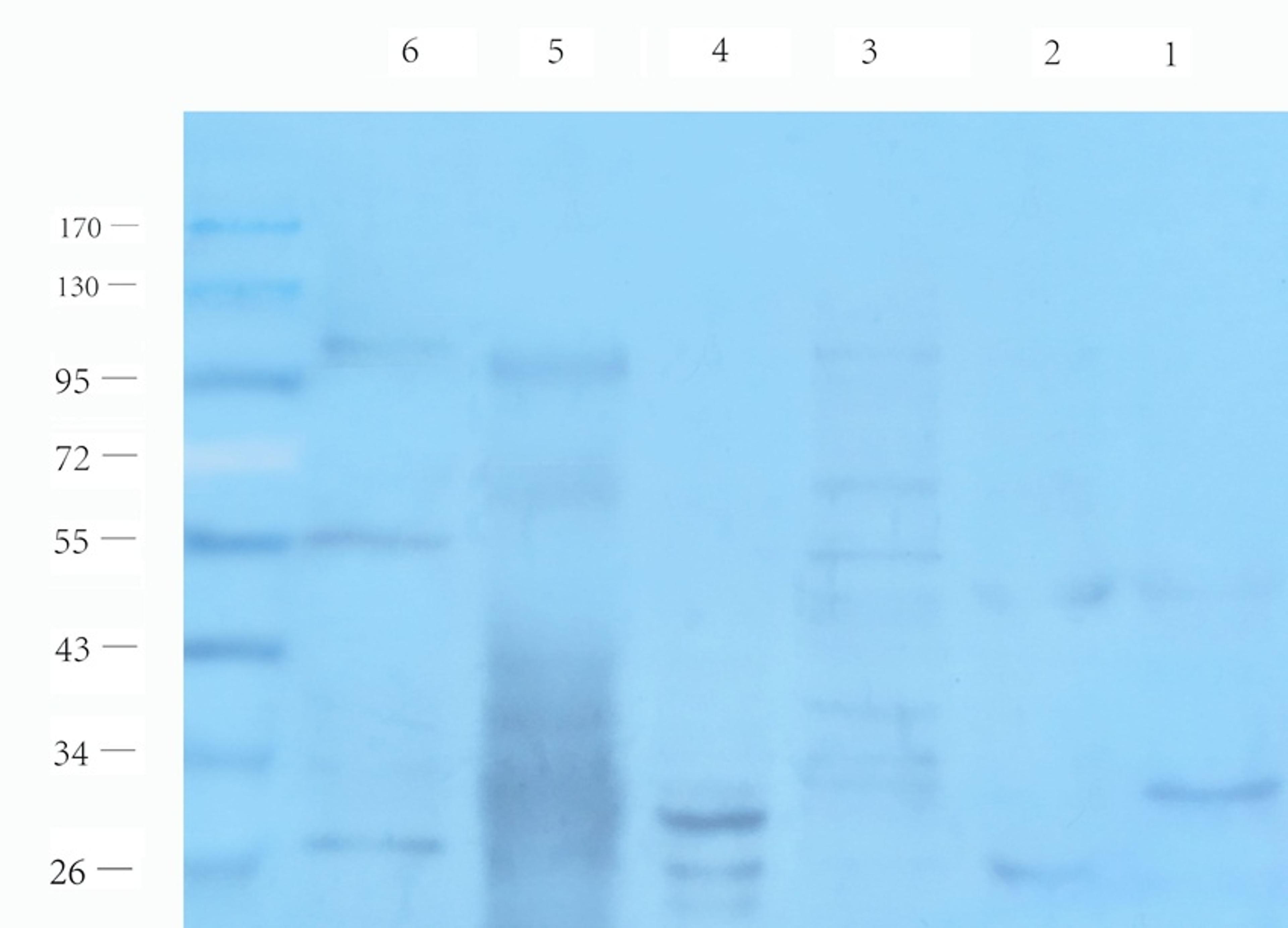 Western blot analysis of mouse heart (lane 1), rat pancreas (lane 2), mouse testis (lane 3), rat kidney(lane 4), rat small intestines (lane 5), rat ovary (lane 6) using SULF1 antibody (1 ug/ml)